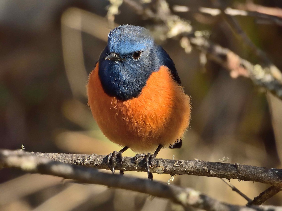 Blue-fronted Redstart - ML638019878