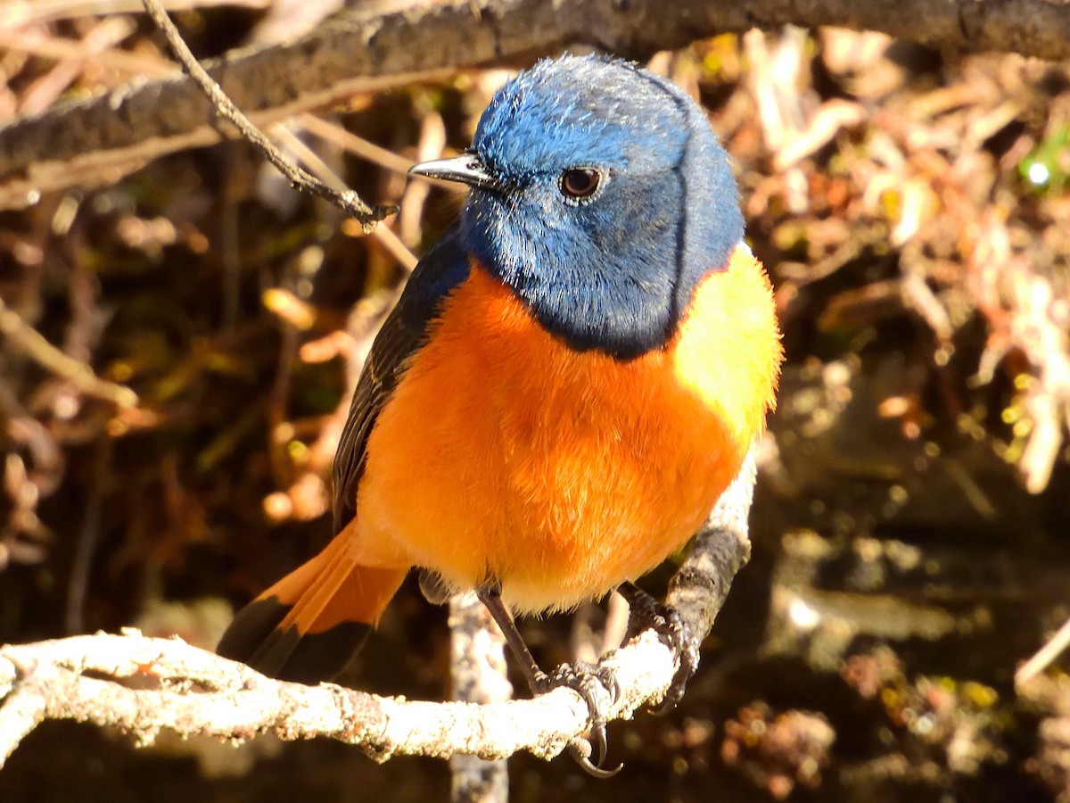 Blue-fronted Redstart - ML638019880