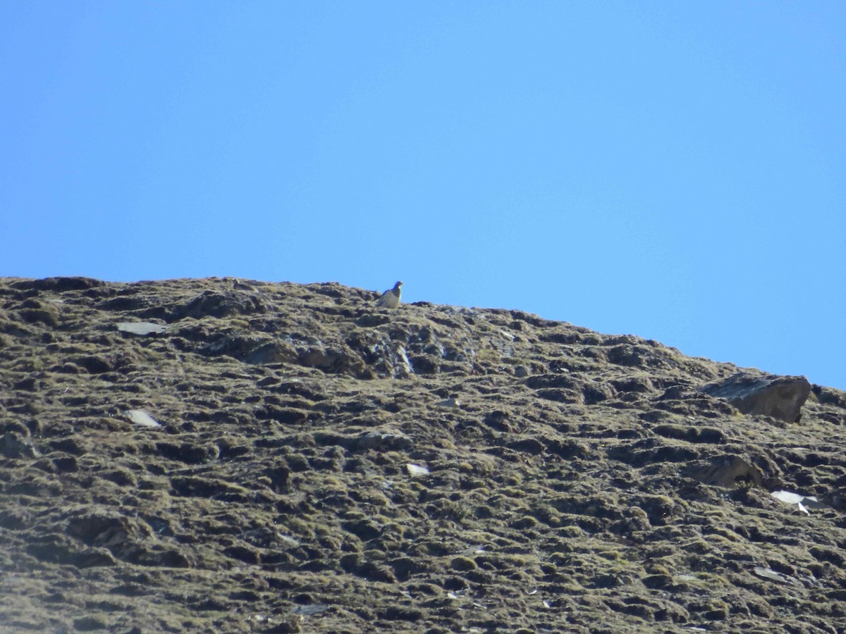 Tibetan Snowcock - ML638019893
