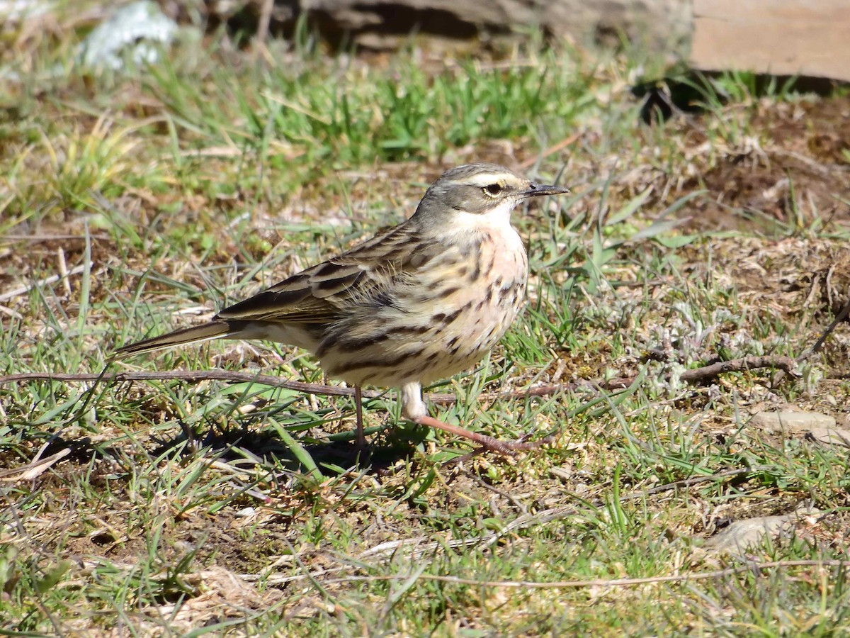 Rosy Pipit - ML638019895
