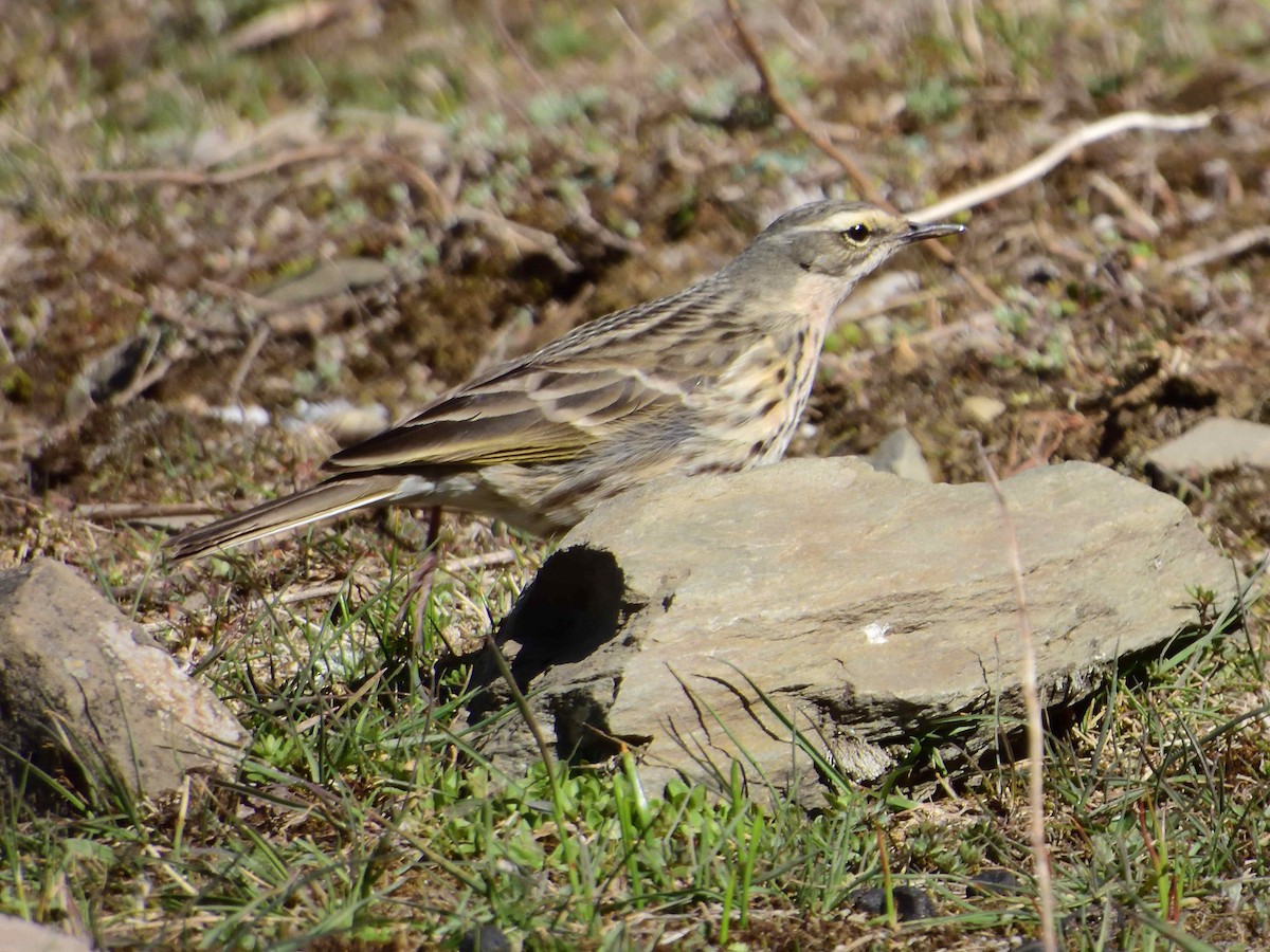 Rosy Pipit - ML638019897