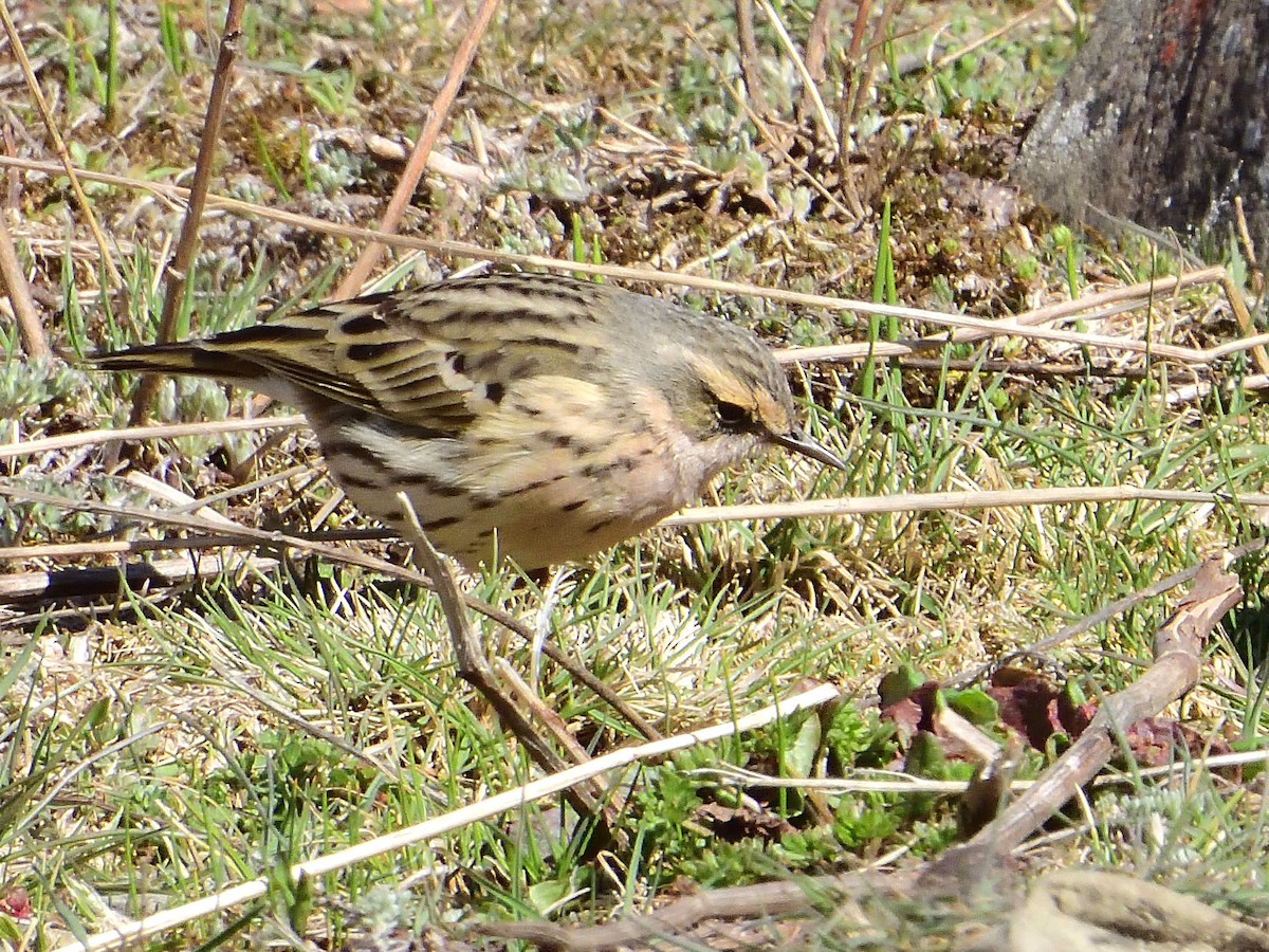 Rosy Pipit - ML638019904