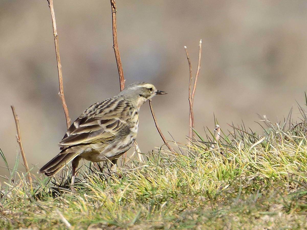 Rosy Pipit - ML638019905