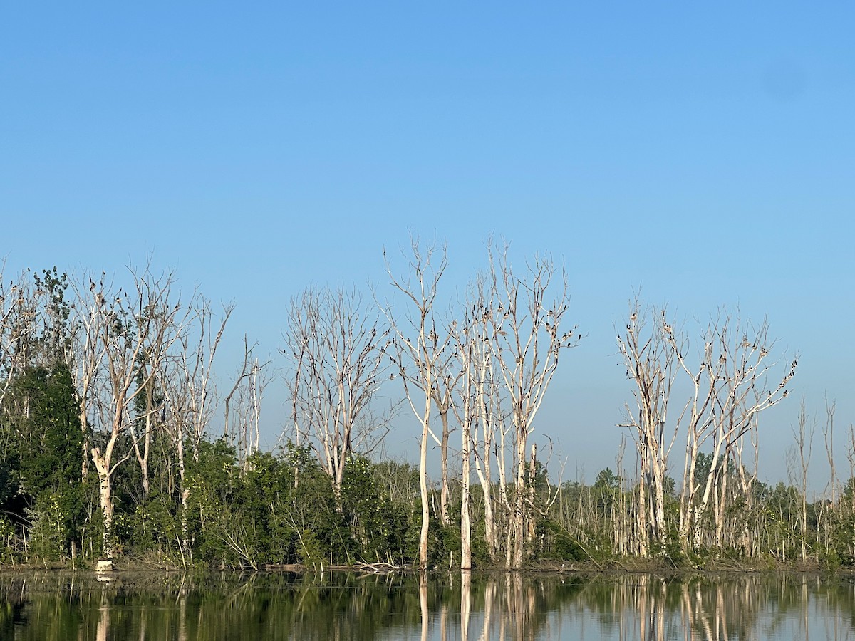 Double-crested Cormorant - ML638019946