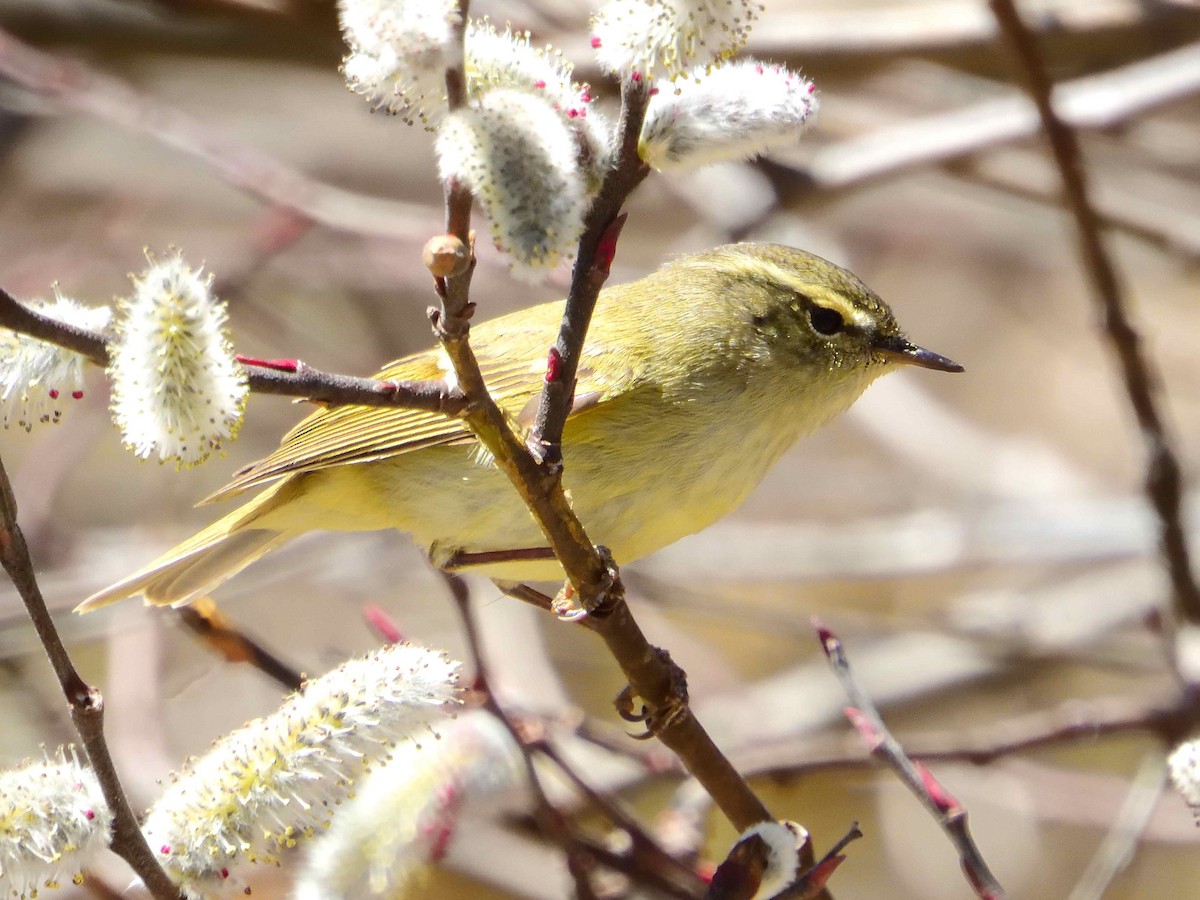 Buff-barred Warbler - ML638019961