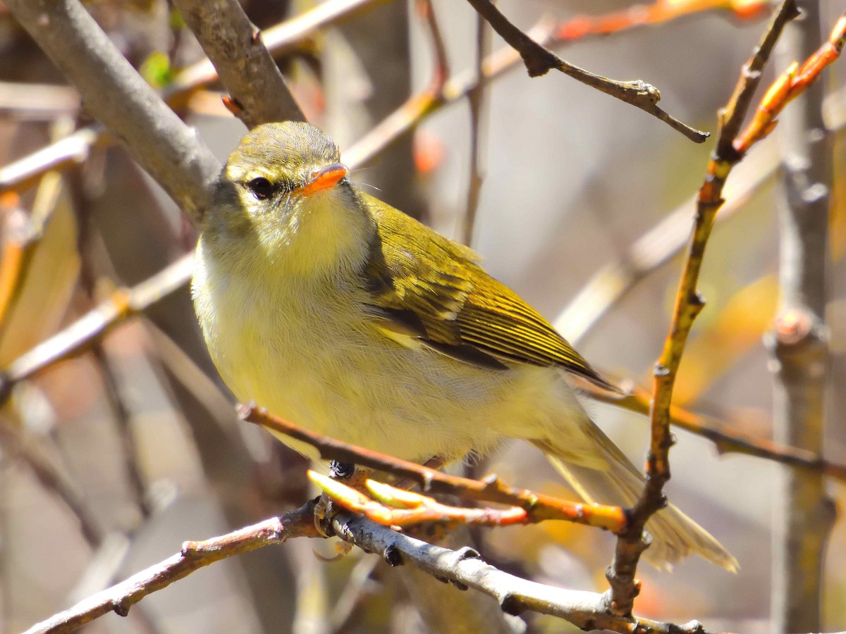 Buff-barred Warbler - ML638019964