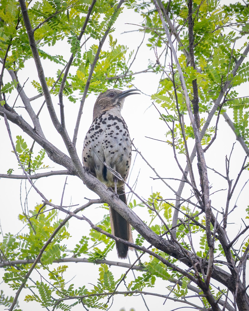 Ocellated Thrasher - ML638019982