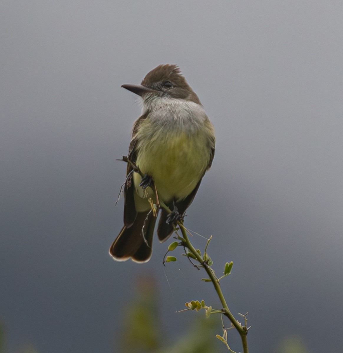 Brown-crested Flycatcher - ML638020003