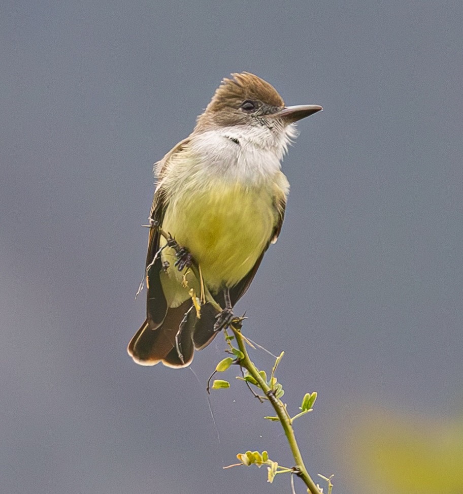 Brown-crested Flycatcher - ML638020004