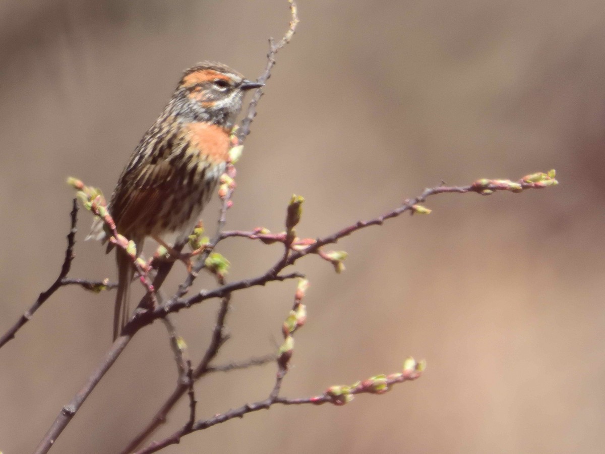 Rufous-breasted Accentor - ML638020010
