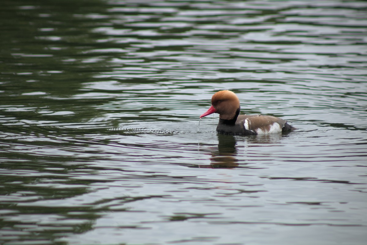 Red-crested Pochard - ML638020013