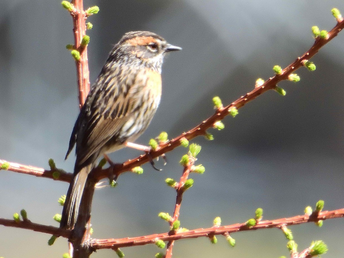 Rufous-breasted Accentor - ML638020015