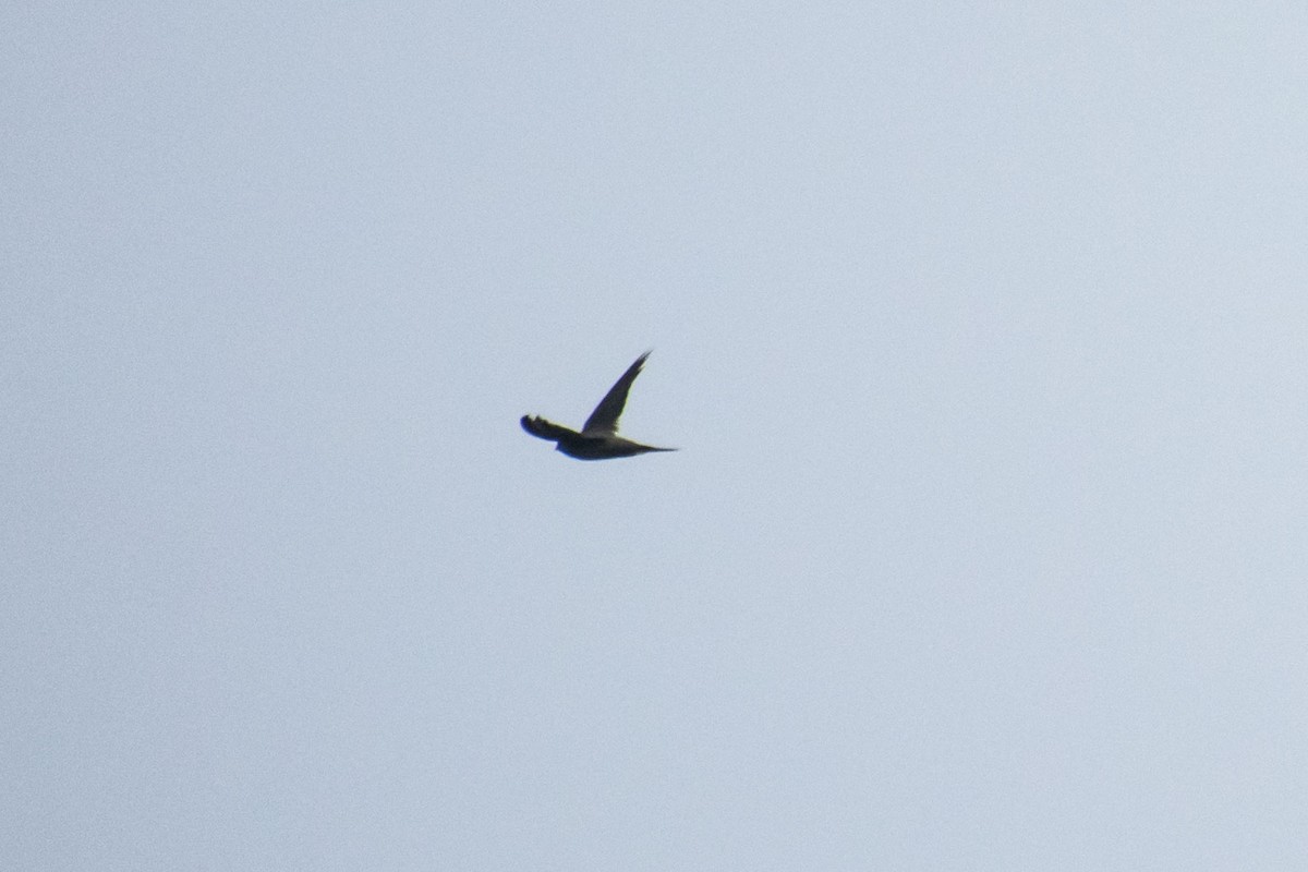 Asian Palm Swift - ML638020021