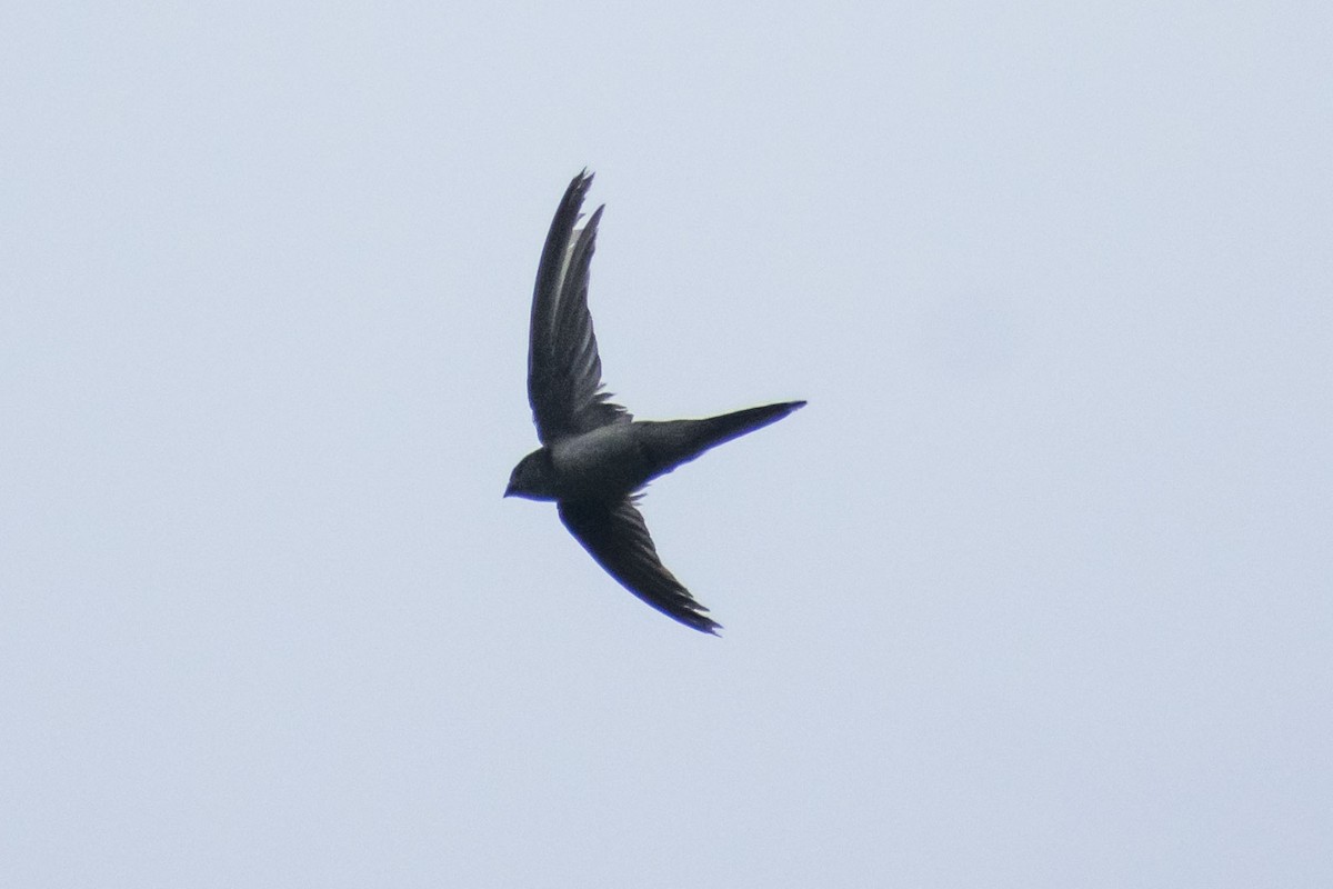 Asian Palm Swift - ML638020023