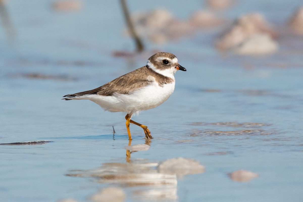 Semipalmated Plover - ML638020039