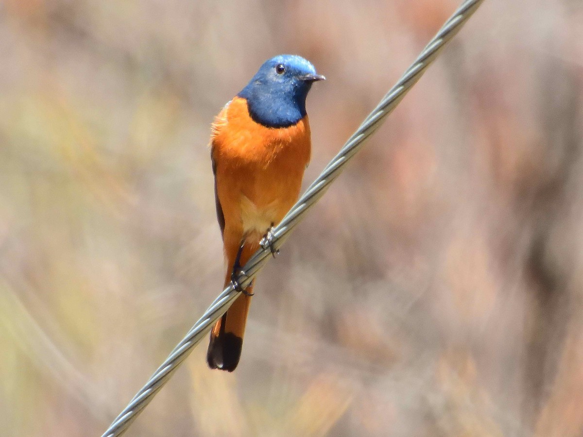 Blue-fronted Redstart - ML638020044