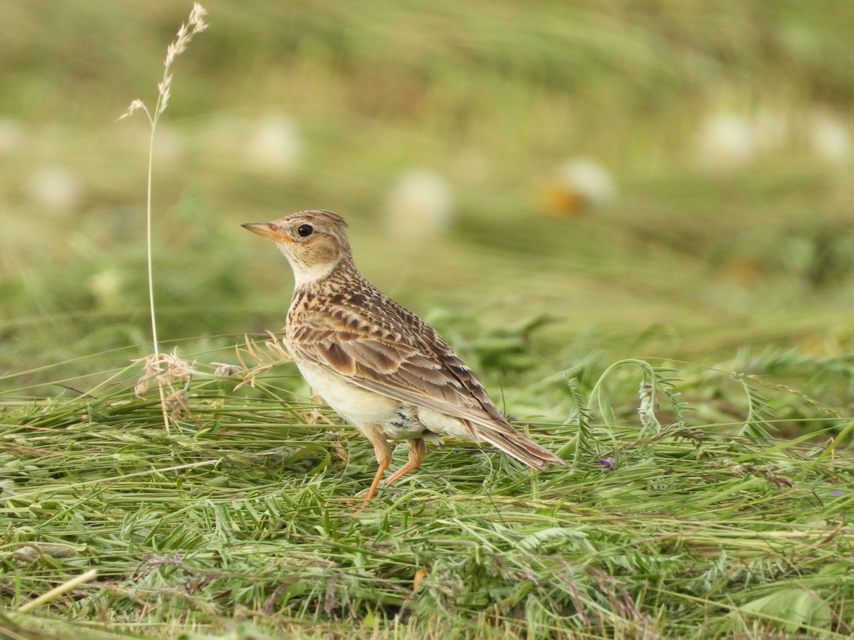 Eurasian Skylark - ML638020076