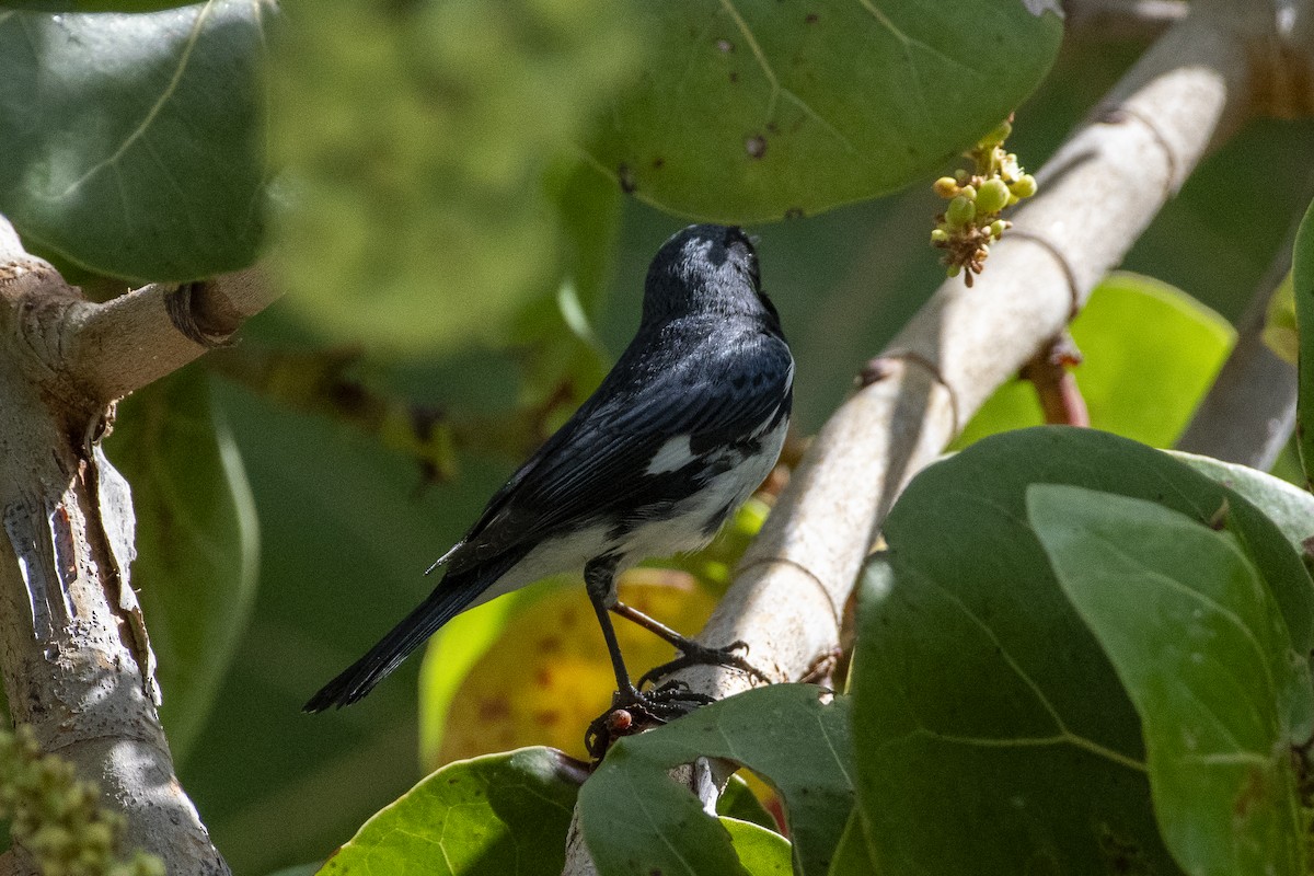Black-throated Blue Warbler - ML638020106