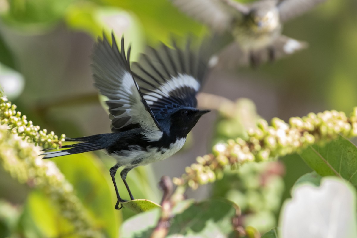 Black-throated Blue Warbler - ML638020107