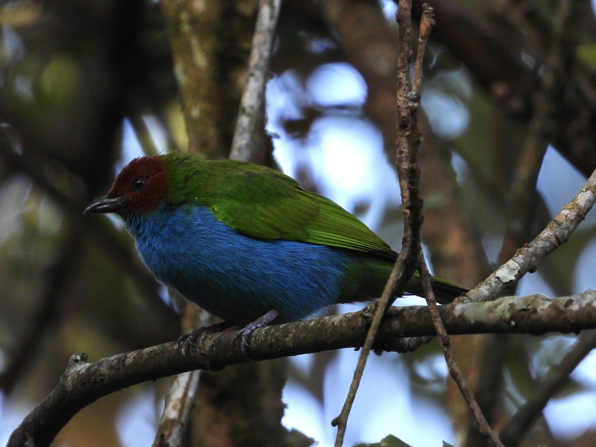 Bay-headed Tanager - ML638020133