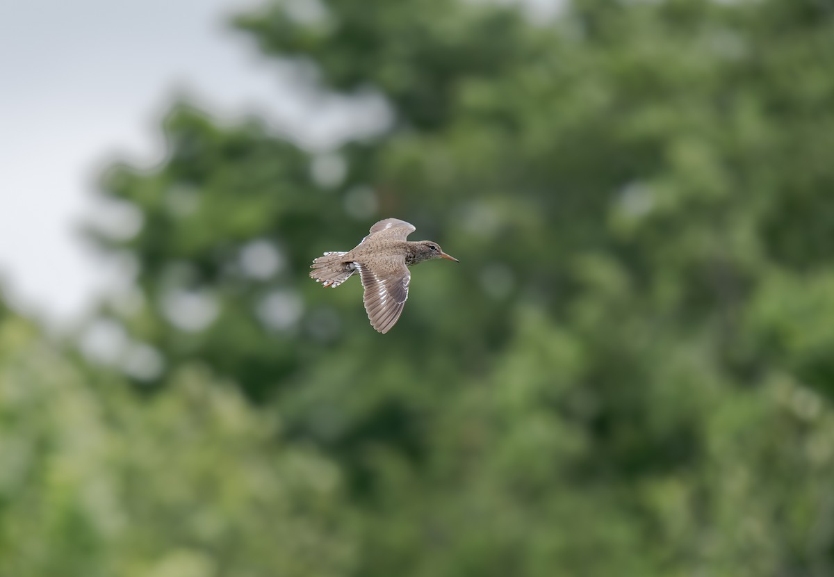 Spotted Sandpiper - ML638020161