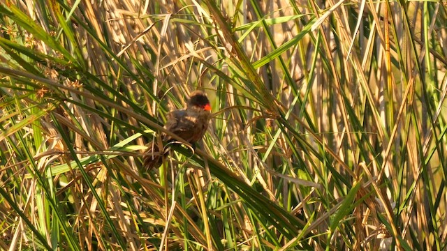 Common Waxbill - ML638020200