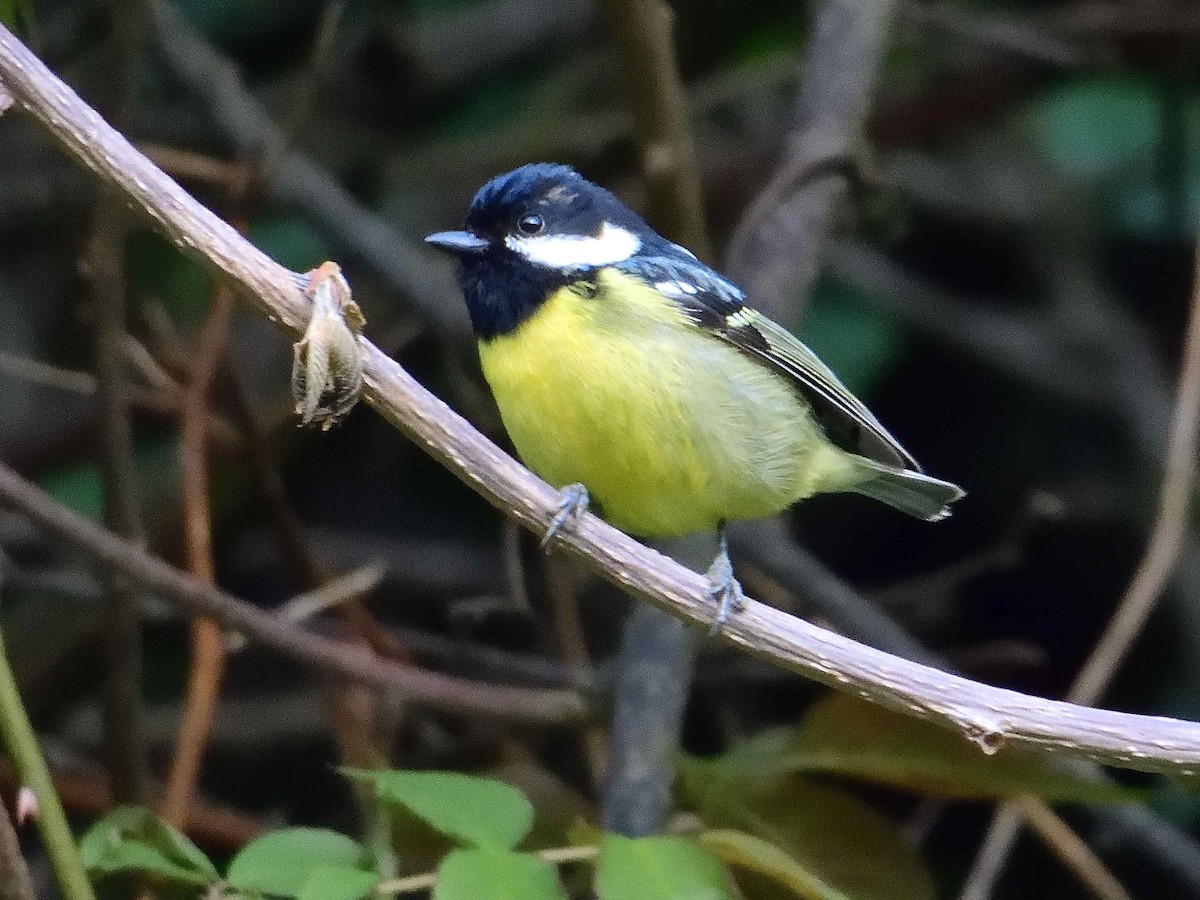 Mésange gracieuse - ML638020217