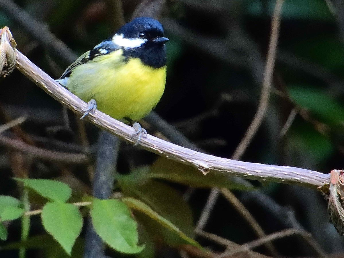 Mésange gracieuse - ML638020219