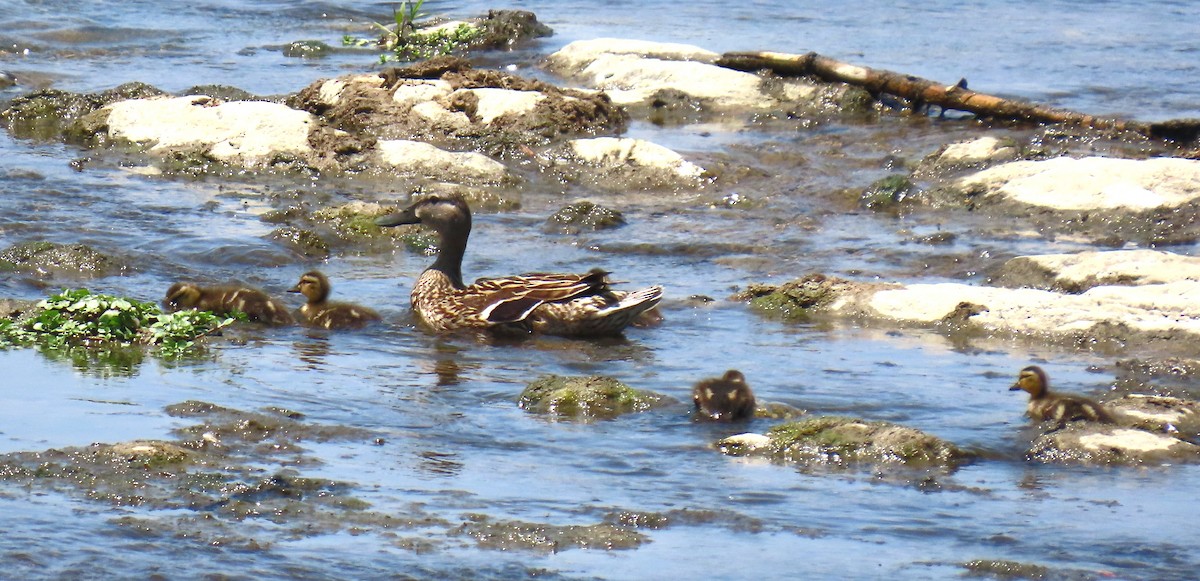 Mallard - ML638020354