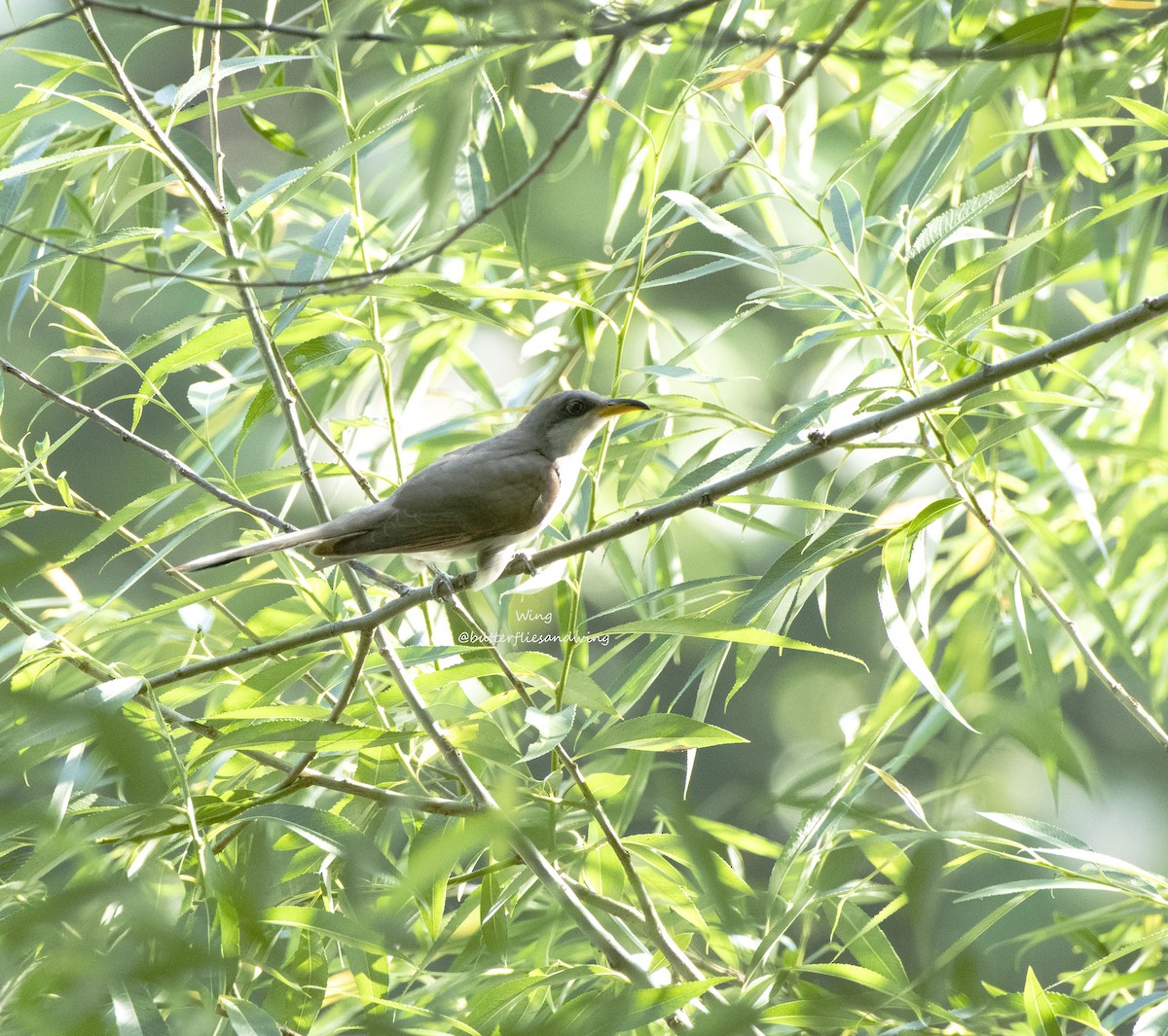Yellow-billed Cuckoo - ML638020355
