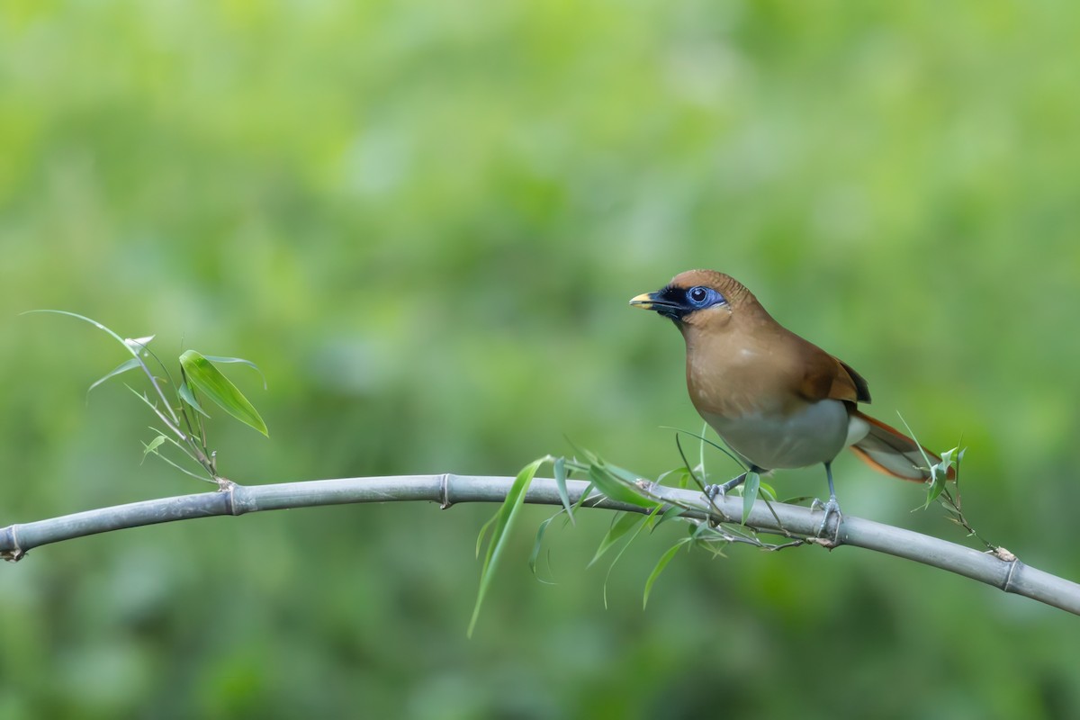 Buffy Laughingthrush - ML638020358