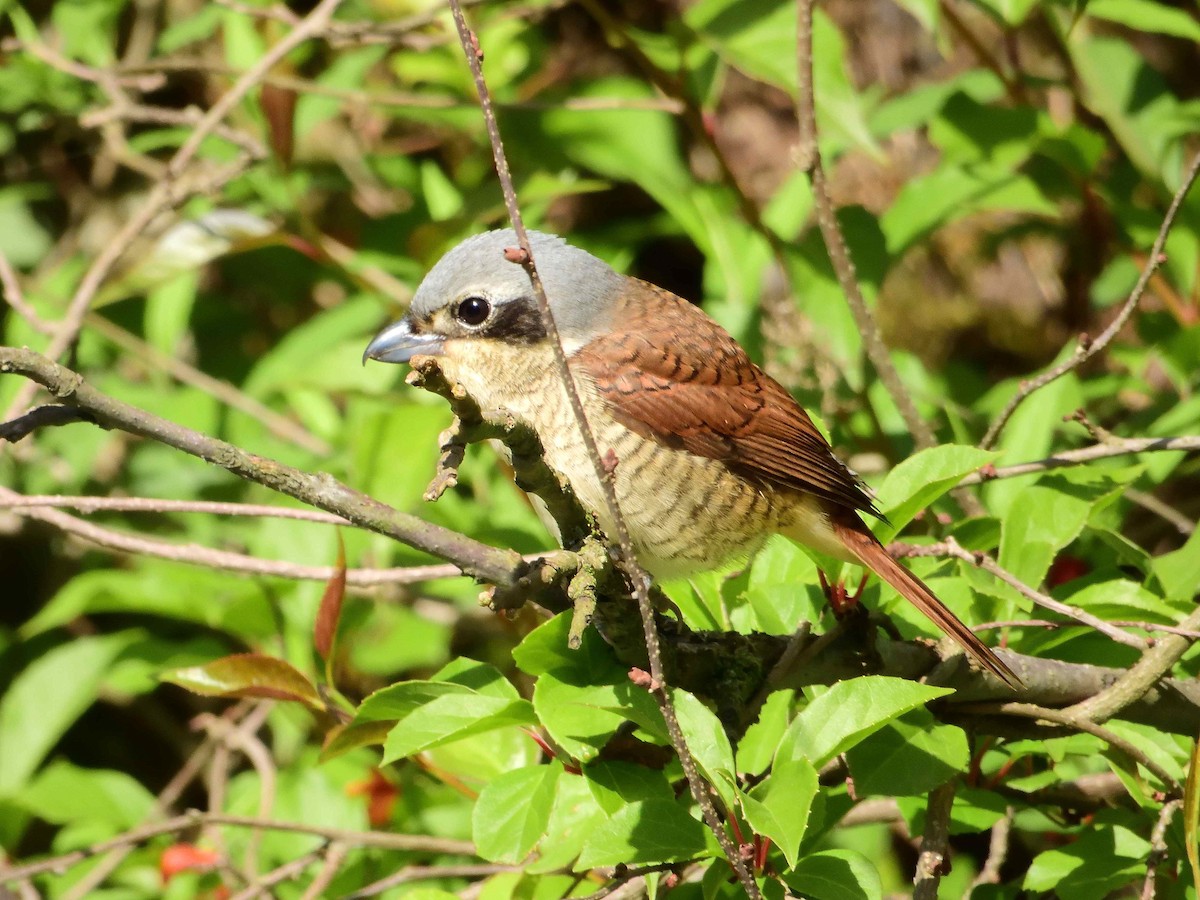 Tiger Shrike - ML638020363