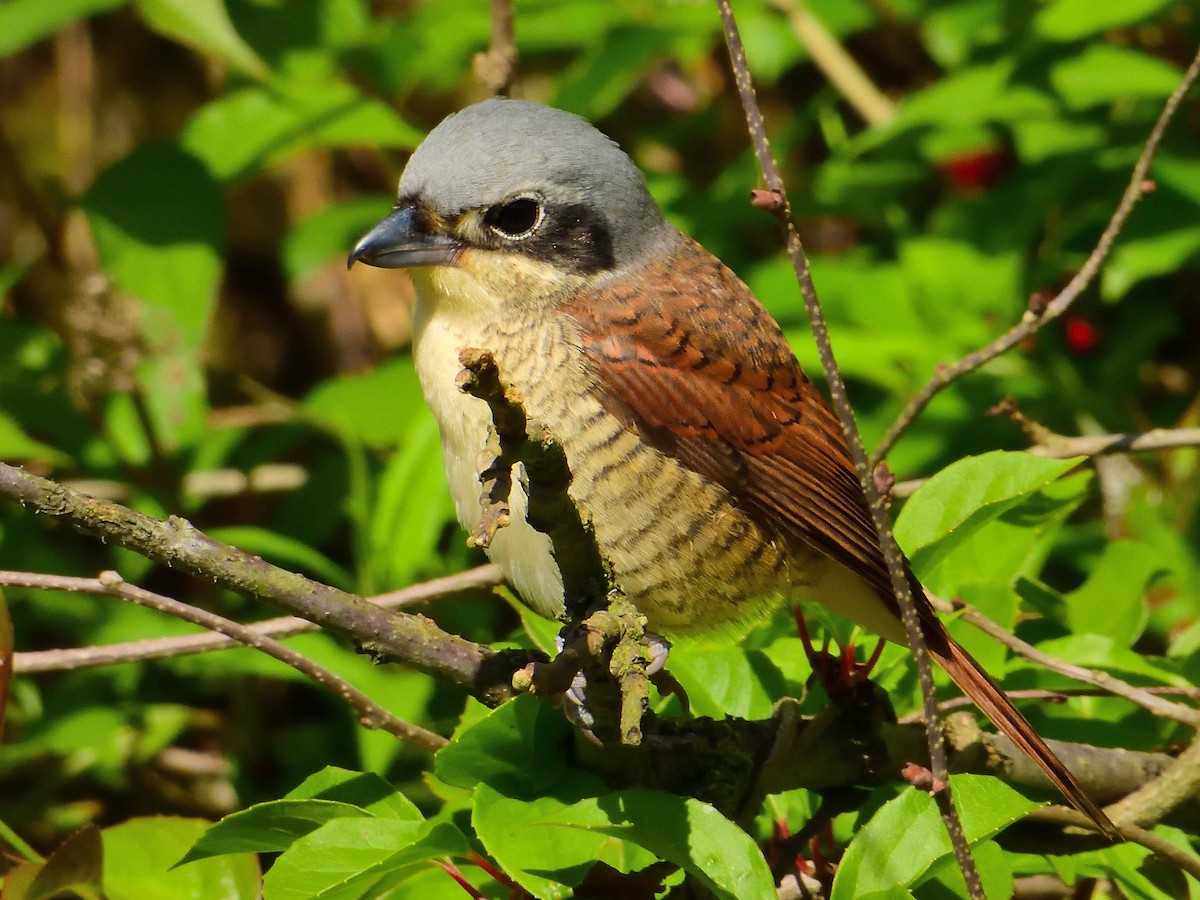 Tiger Shrike - ML638020366