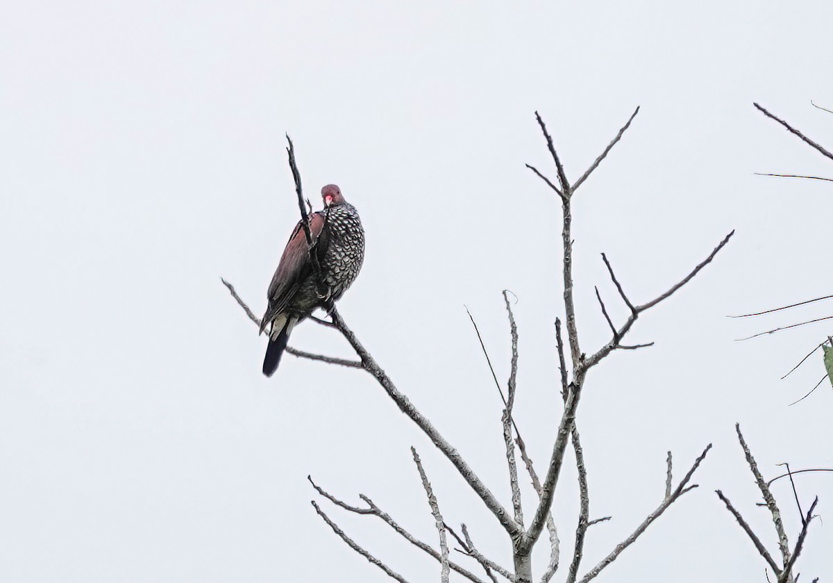 Scaled Pigeon - ML638020378