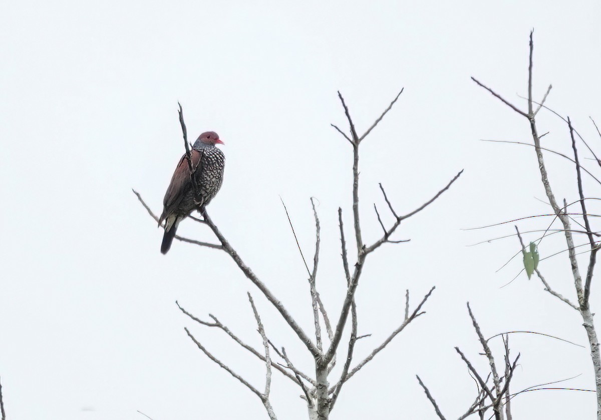 Scaled Pigeon - ML638020381
