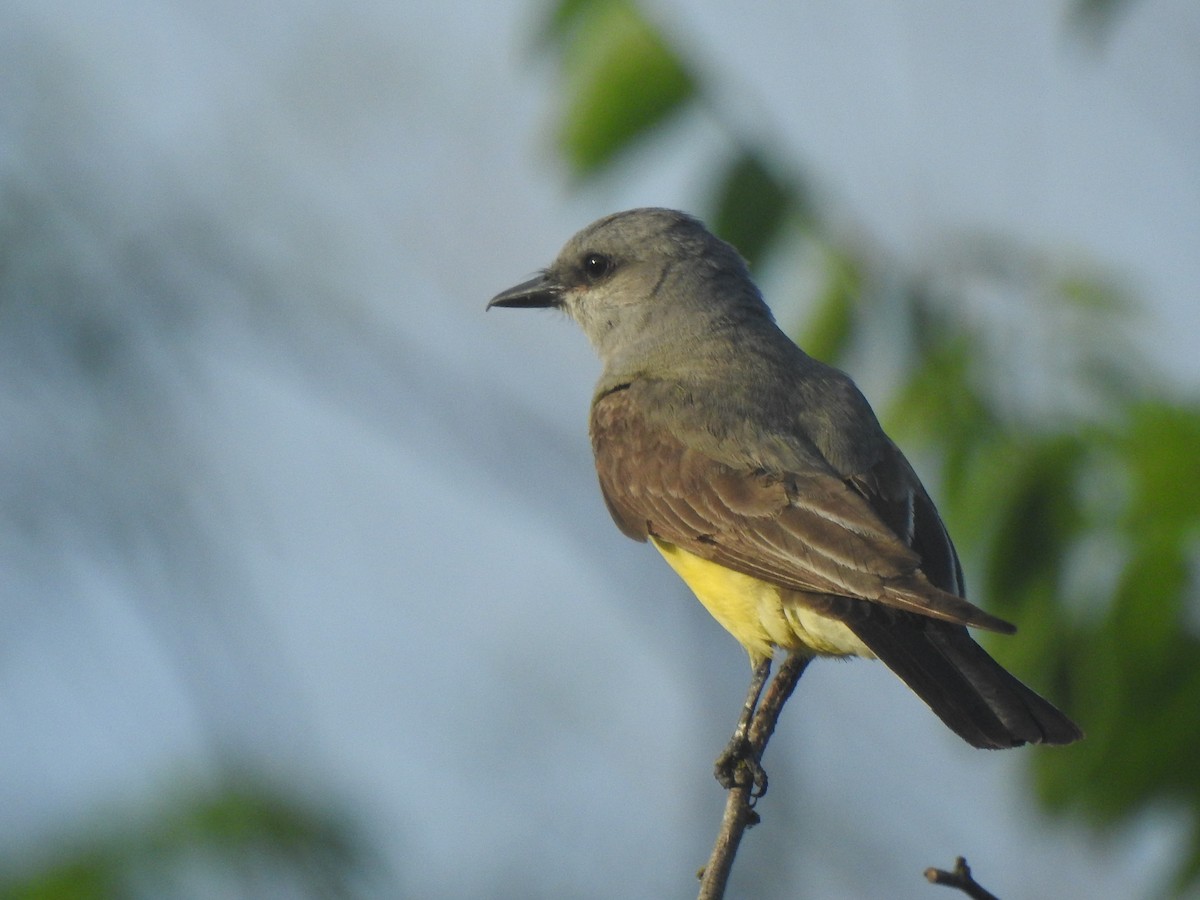 Western Kingbird - ML638020412