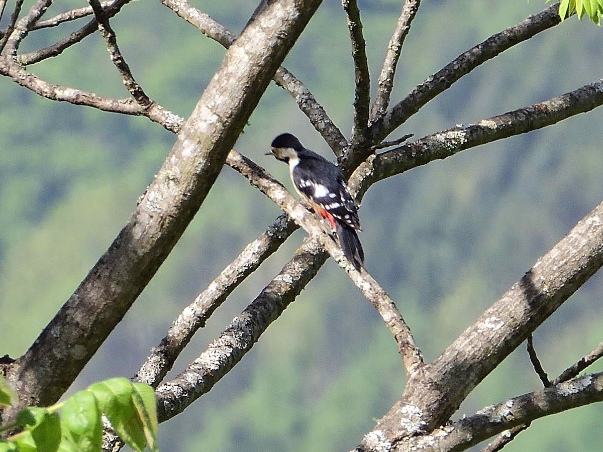 Necklaced Woodpecker - ML638020429