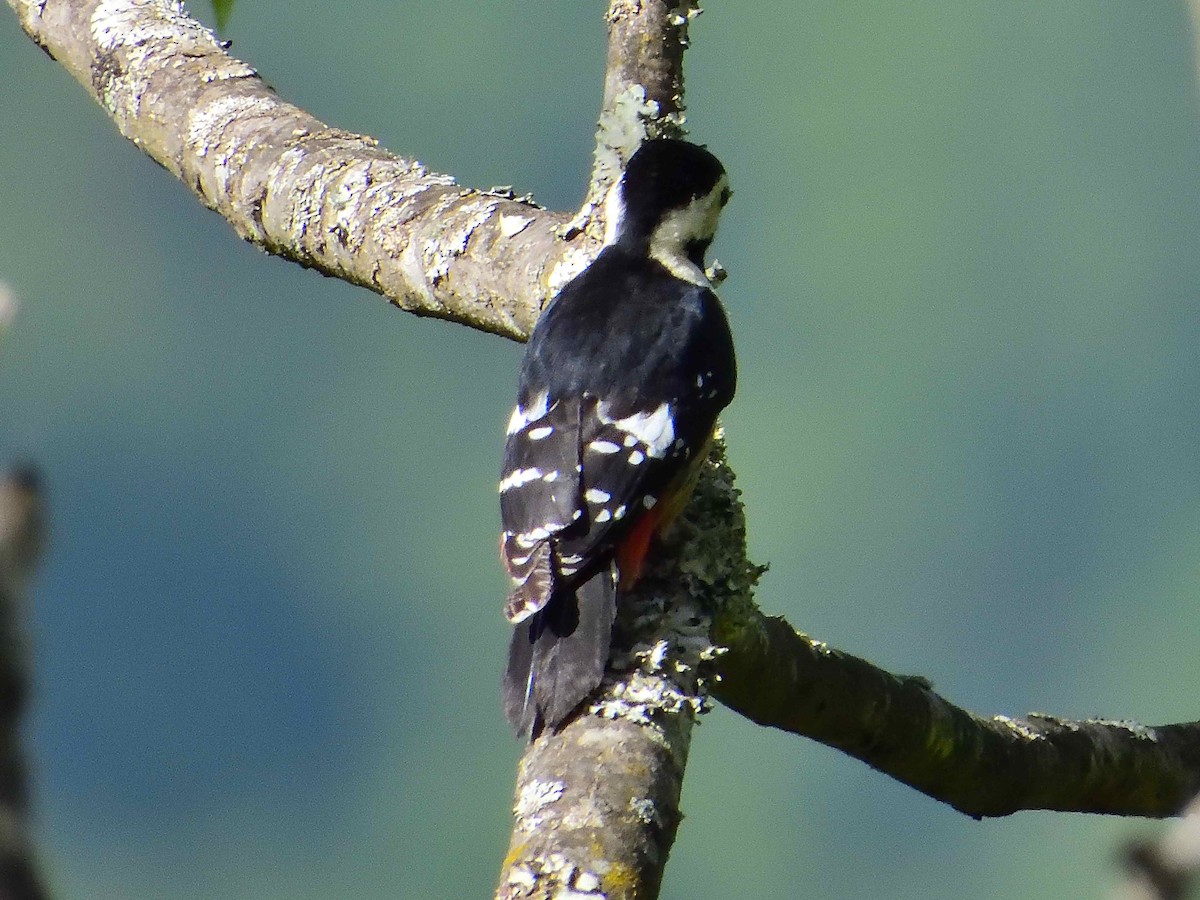 Necklaced Woodpecker - ML638020430