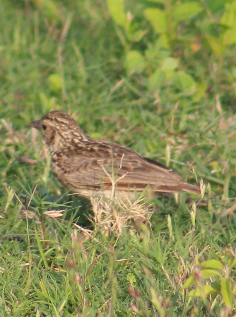 Jerdon's Bushlark - ML638020433