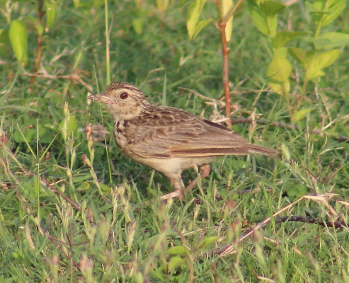 Jerdon's Bushlark - ML638020435