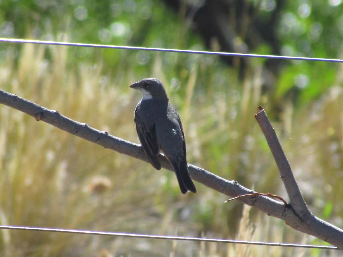 Diuca Finch - ML638020508