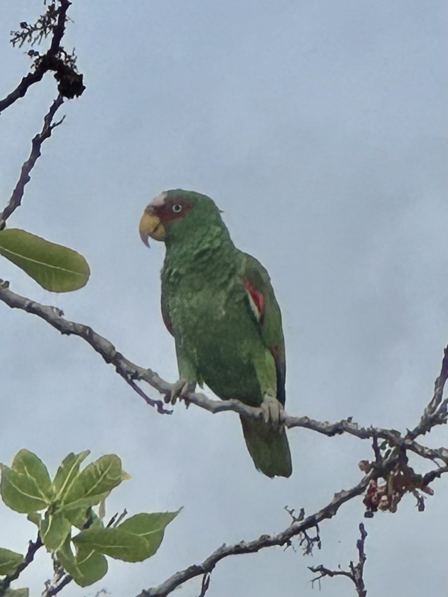 White-fronted Amazon - ML638020550