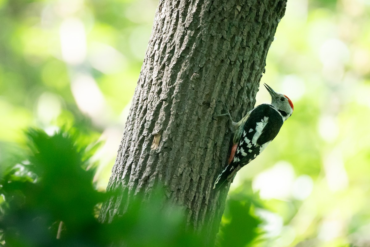 Middle Spotted Woodpecker - ML638020551