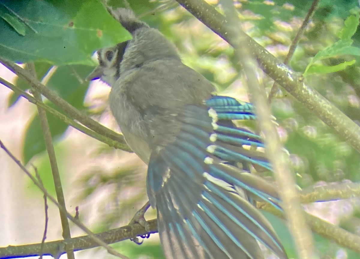 Blue Jay - ML638020582
