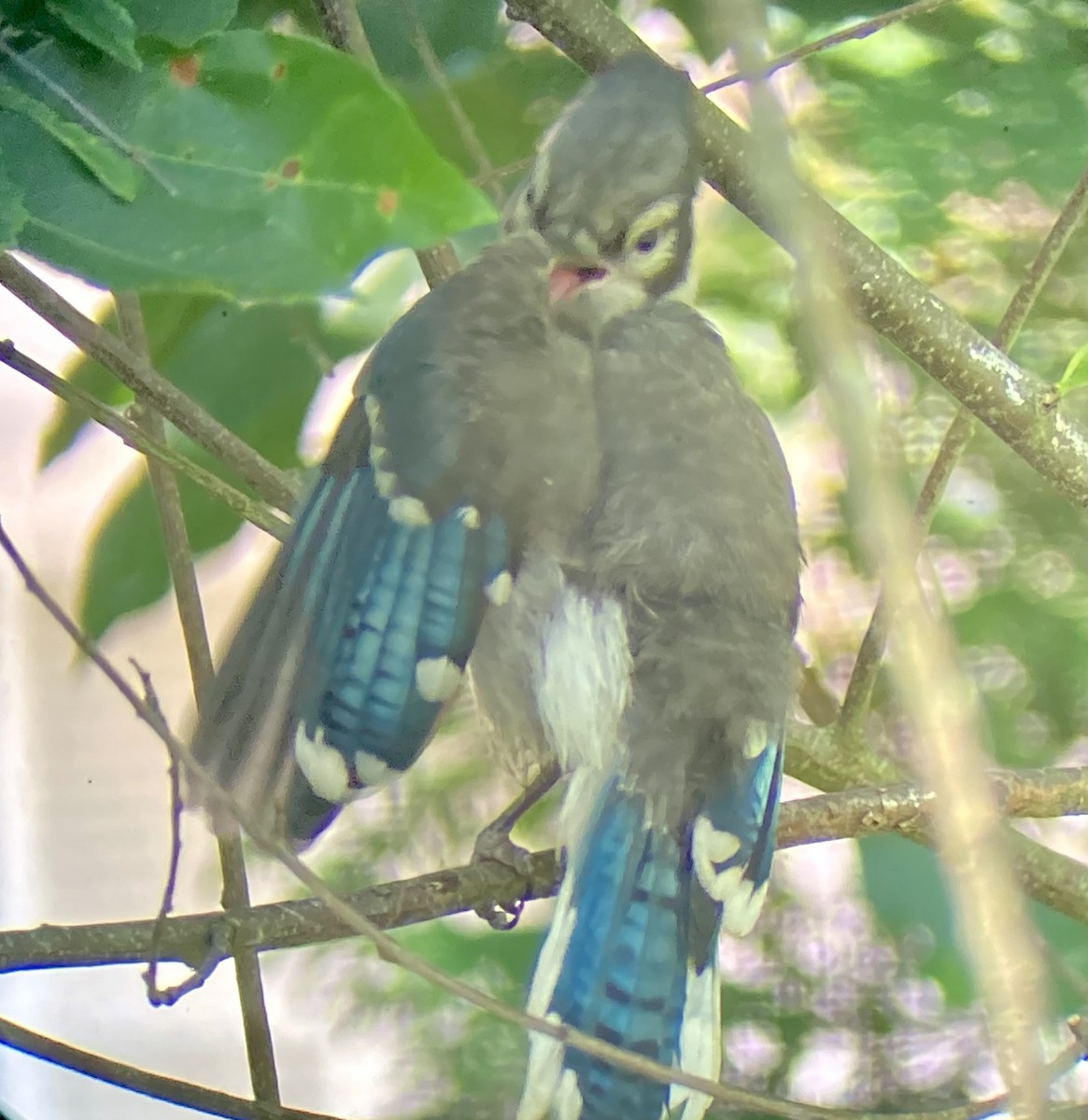 Blue Jay - ML638020584