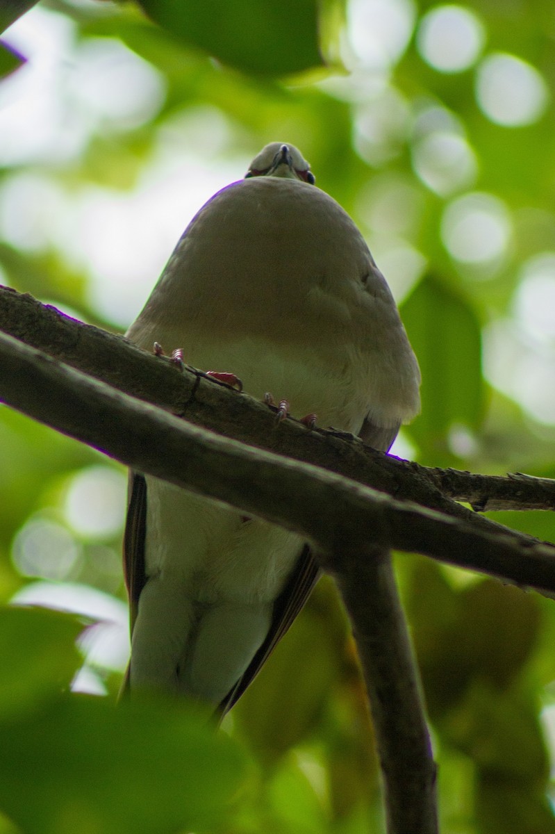 Caribbean Dove - ML638020676