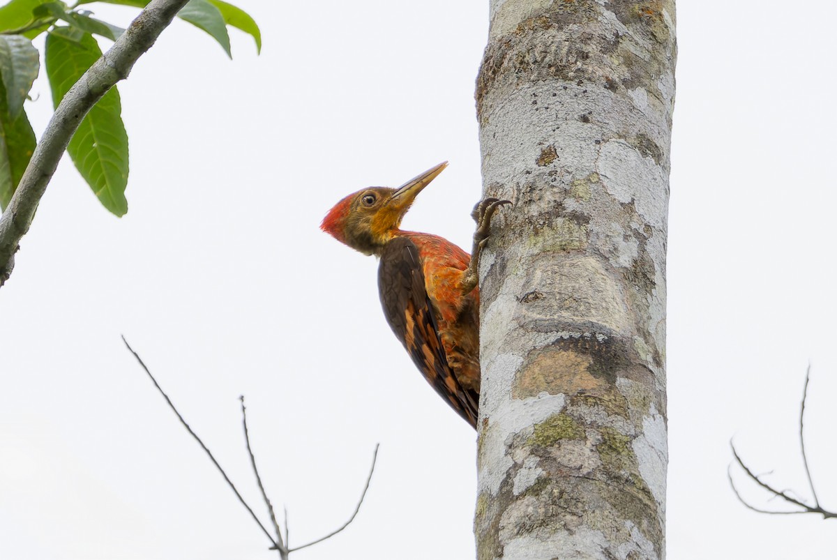 Orange-backed Woodpecker - ML638020701