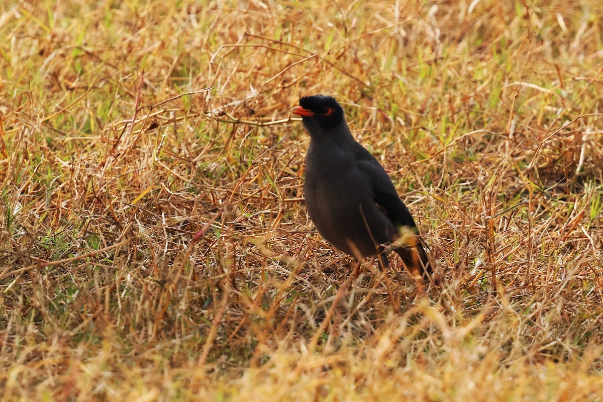 Bank Myna - ML638020709