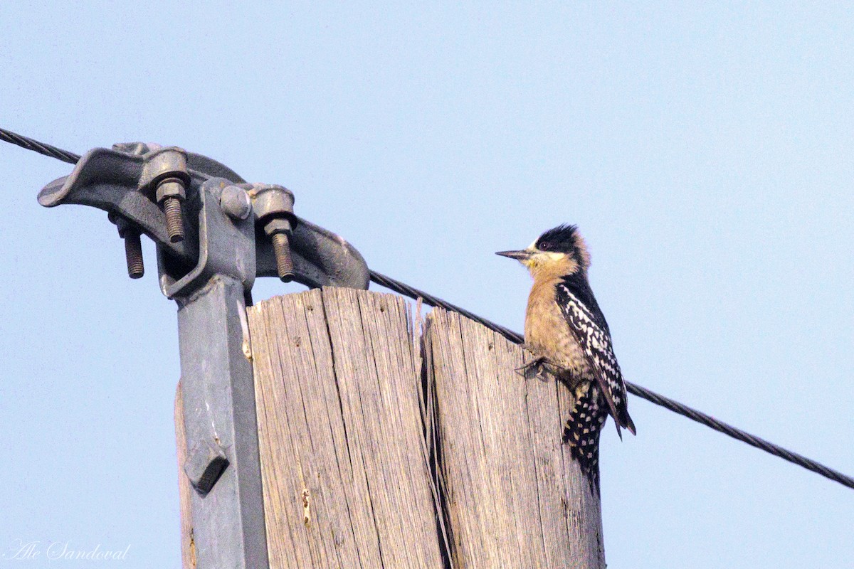 White-fronted Woodpecker - ML638020711