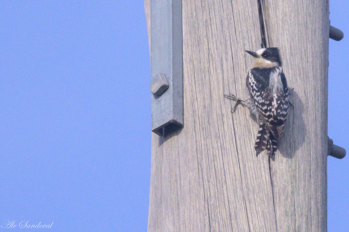 White-fronted Woodpecker - ML638020712